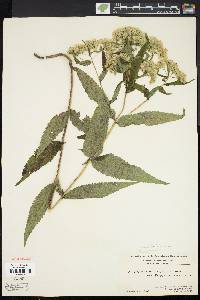 Eupatorium sessilifolium image