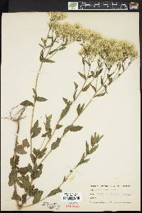 Eupatorium album image