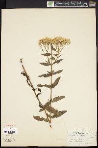 Eupatorium album image