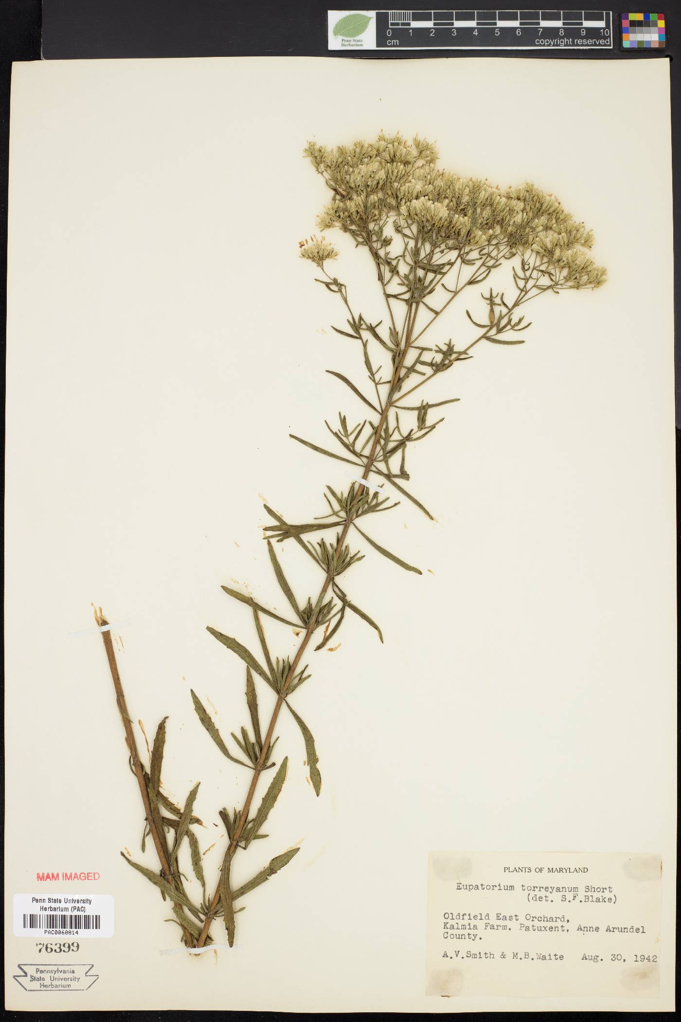 Eupatorium torreyanum image