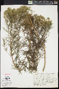 Eupatorium x pinnatifidum image