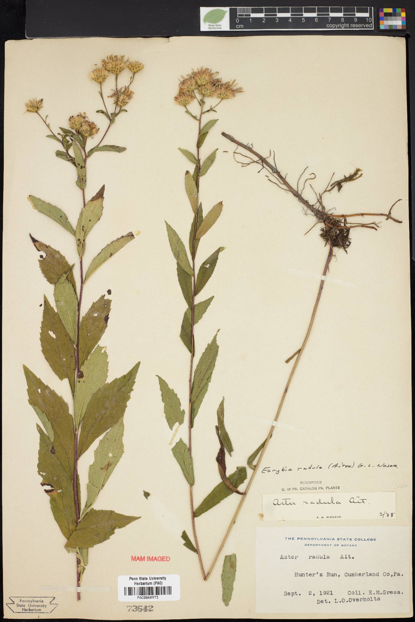 Eurybia radula image