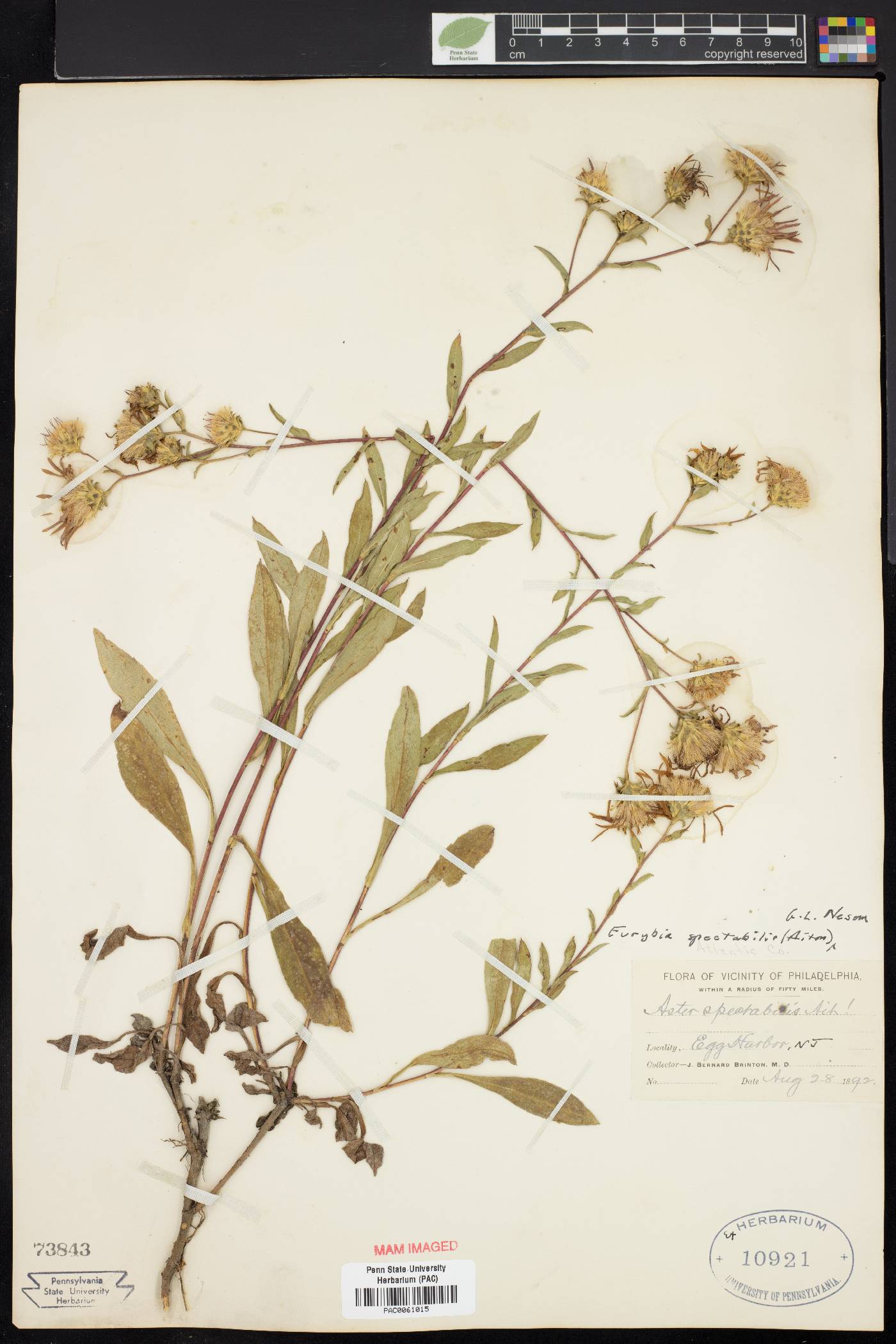 Eurybia spectabilis image