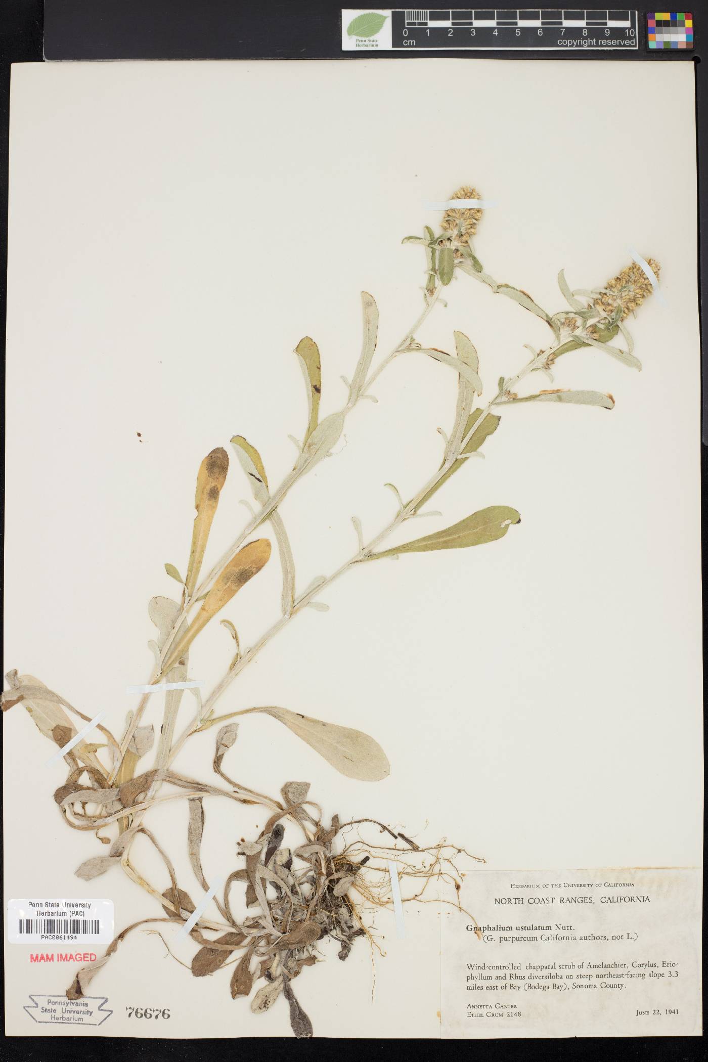 Gnaphalium ustulatum image
