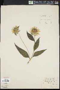 Helianthus giganteus image