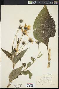 Helianthus tuberosus image