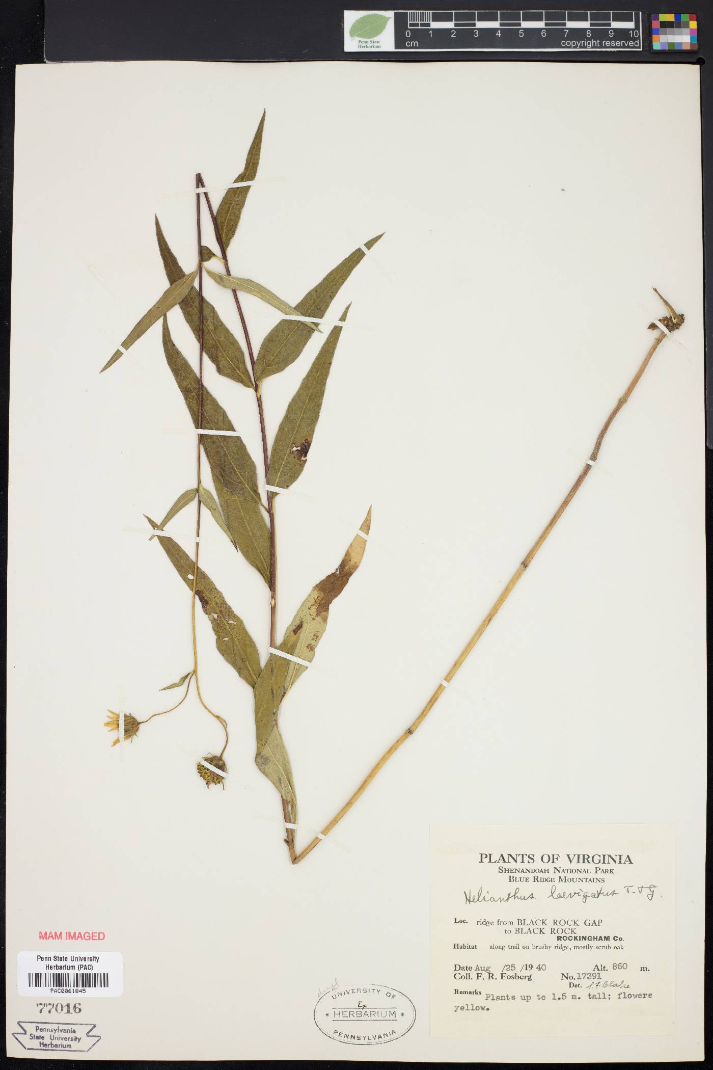 Helianthus laevigatus image