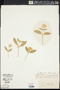 Image of Helipterum manglesii