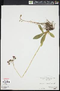 Hieracium aurantiacum image