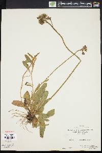 Hieracium aurantiacum image