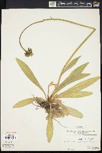 Hieracium caespitosum image