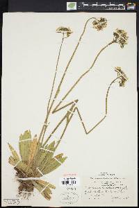 Hieracium caespitosum image