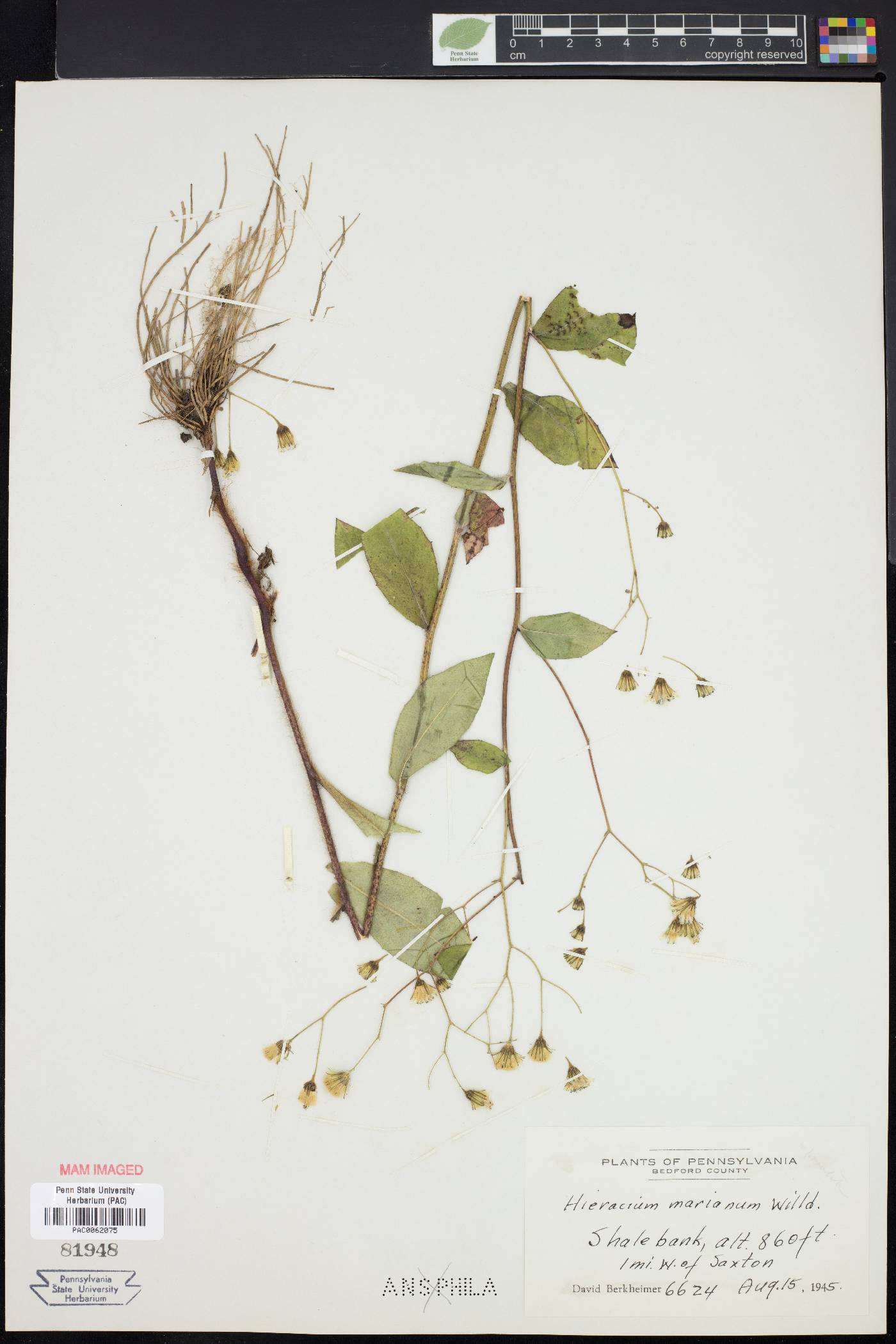 Hieracium marianum image