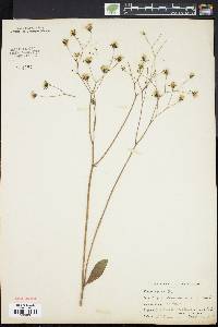 Hieracium marianum image