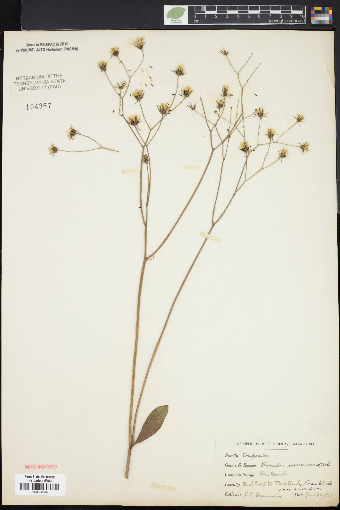 Hieracium marianum image