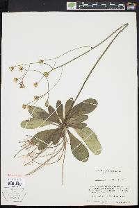 Image of Hieracium traillii