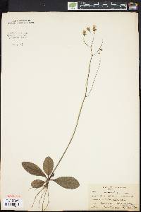 Hieracium venosum image