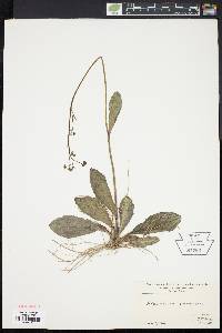 Hieracium venosum image