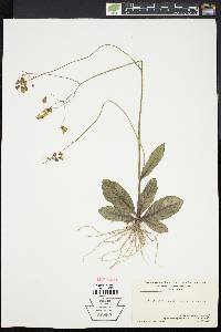 Hieracium venosum image