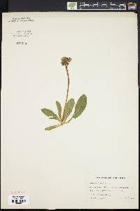 Hieracium aurantiacum image