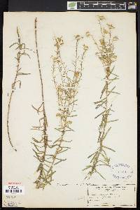 Ionactis linariifolia image