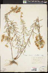 Ionactis linariifolia image