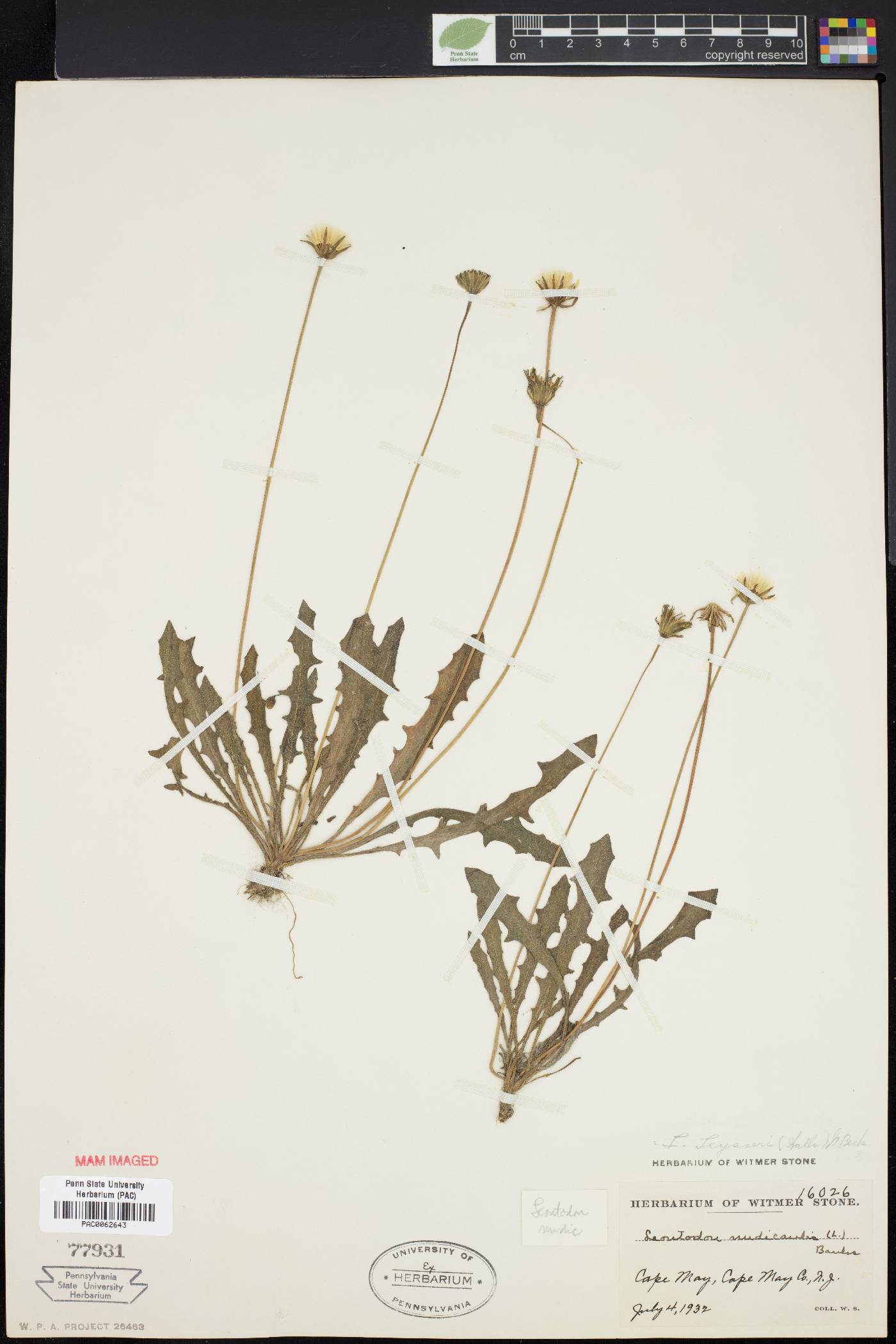 Leontodon taraxacoides subsp. taraxacoides image