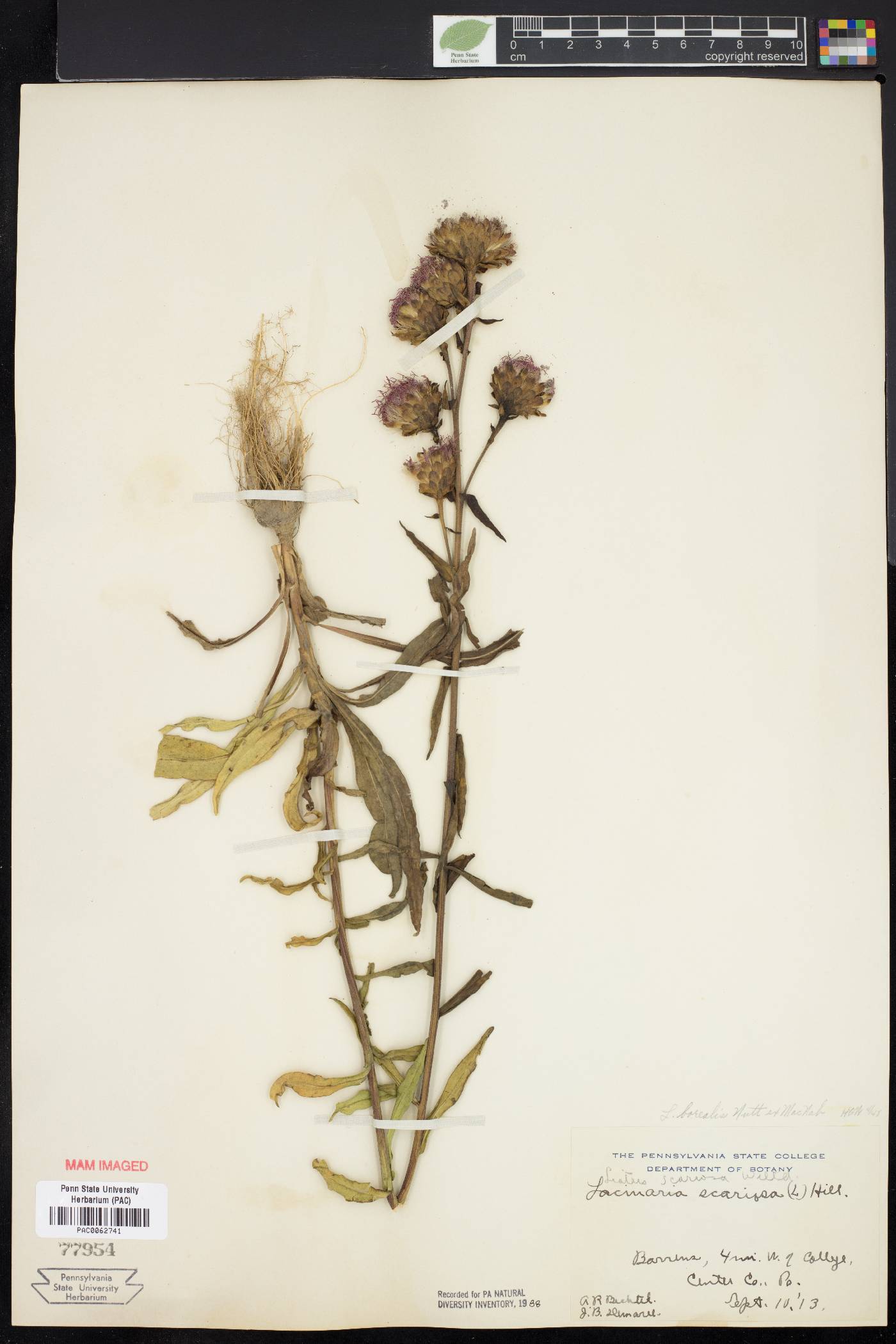 Liatris borealis image