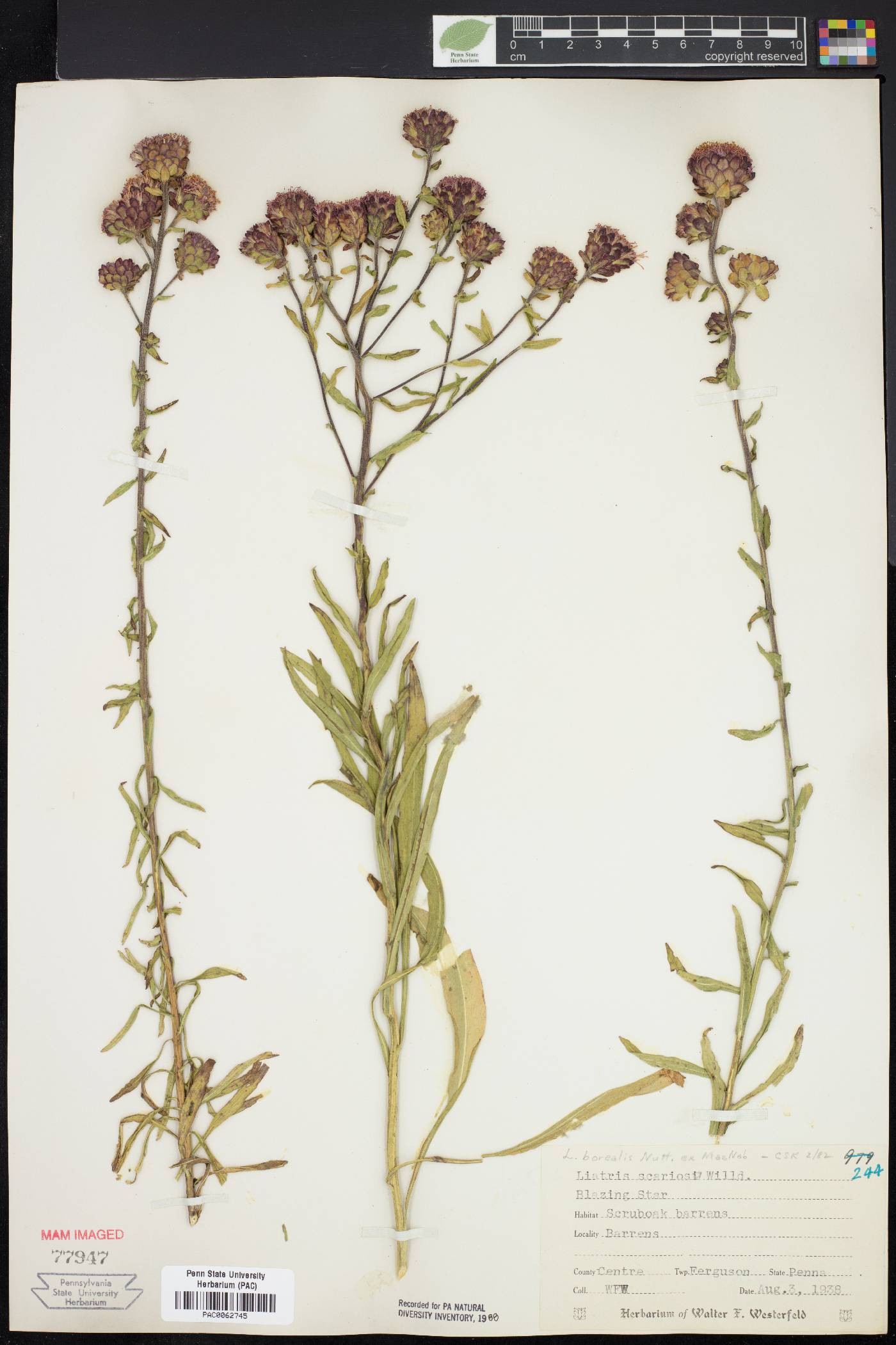 Liatris borealis image