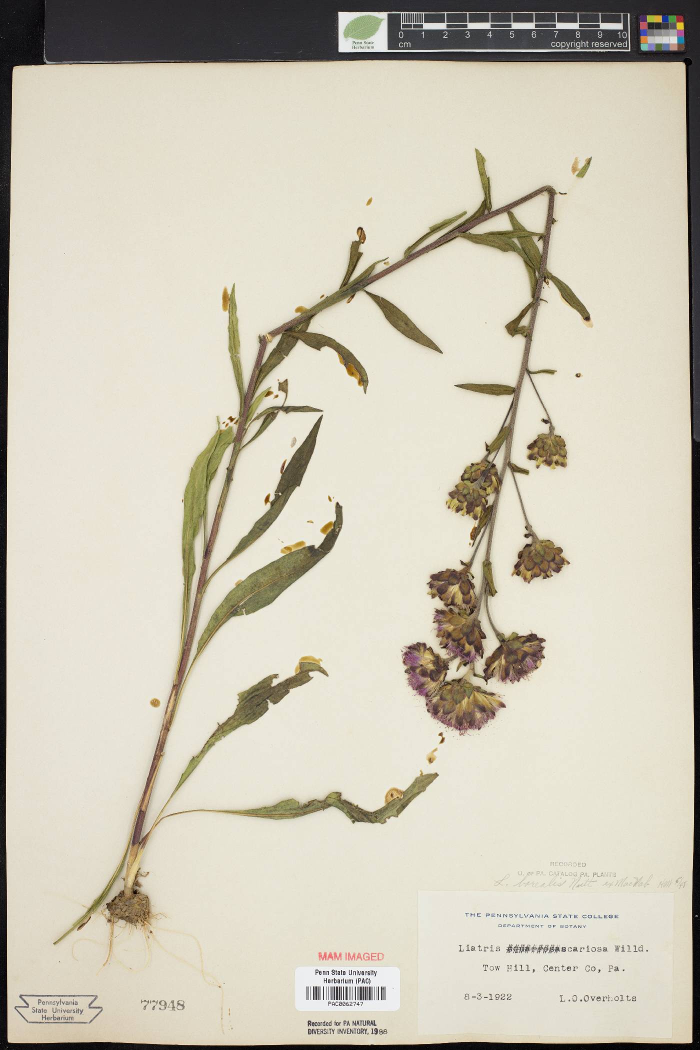 Liatris borealis image