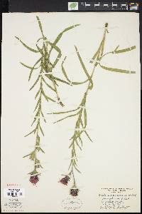 Liatris squarrosa image