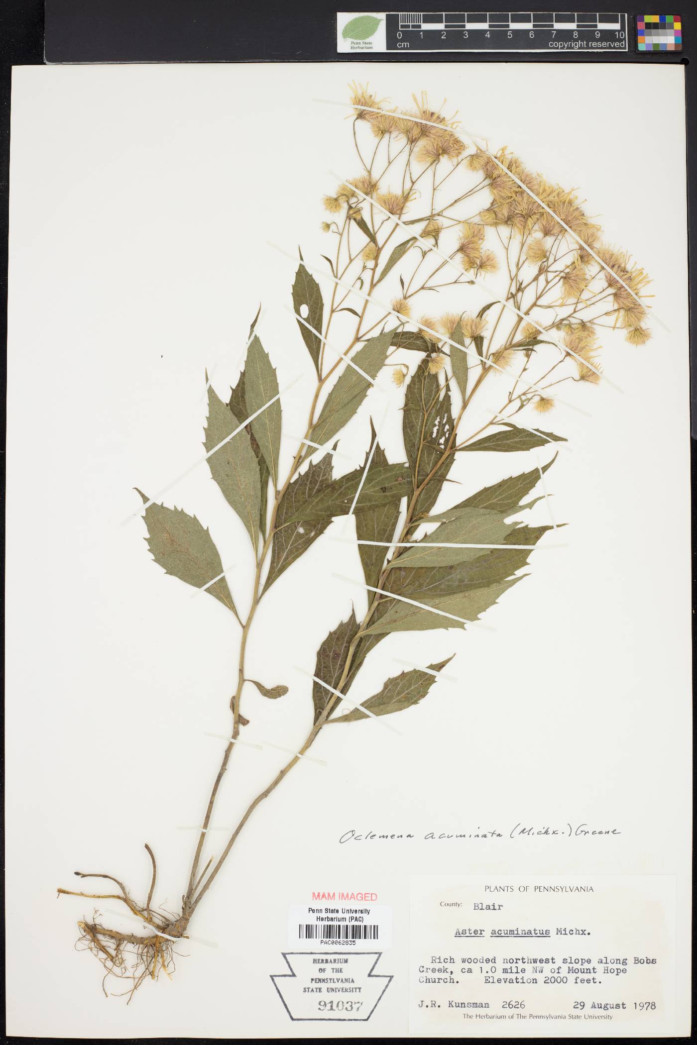Oclemena acuminata image