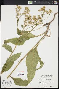 Parthenium integrifolium image