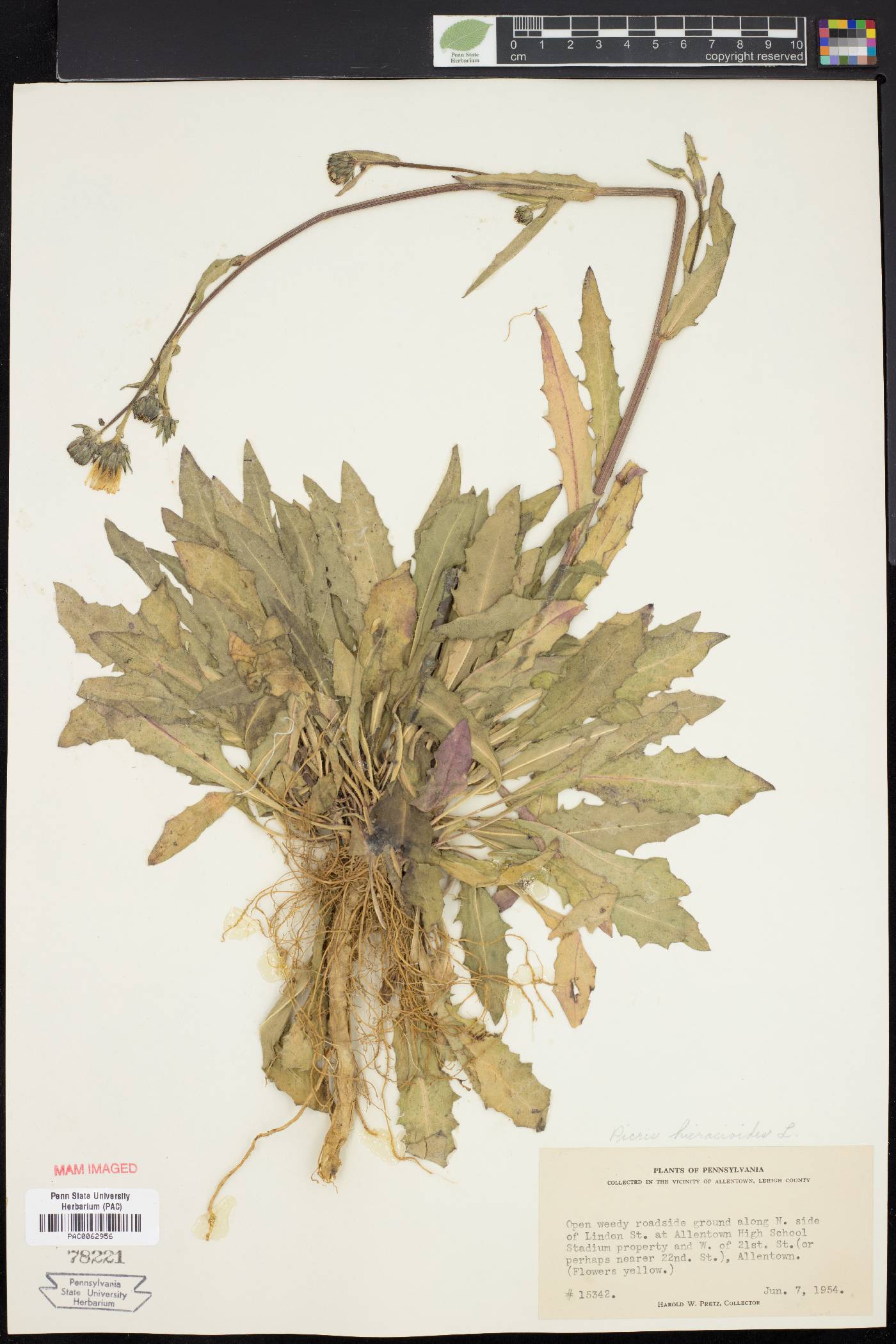 Picris hieracioides image