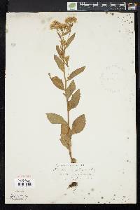 Pluchea camphorata image