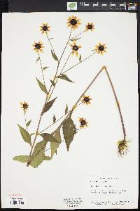 Rudbeckia fulgida image