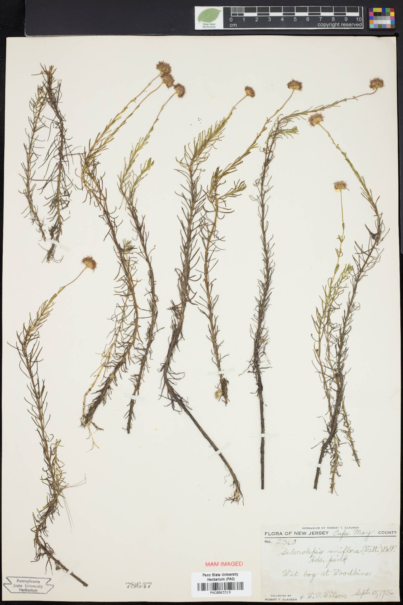 Sclerolepis uniflora image