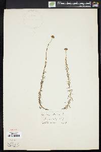 Sclerolepis uniflora image