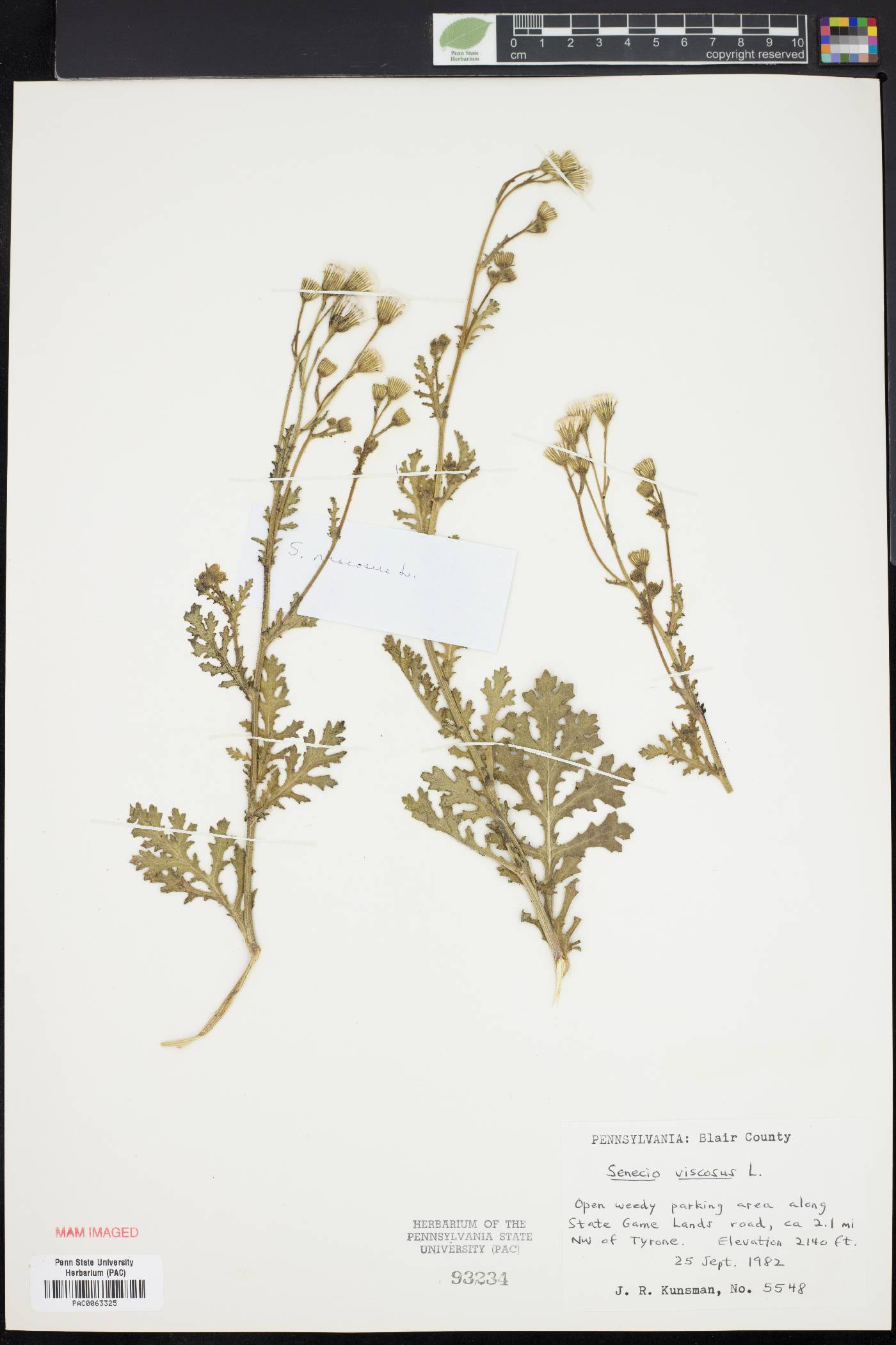 Senecio viscosus image