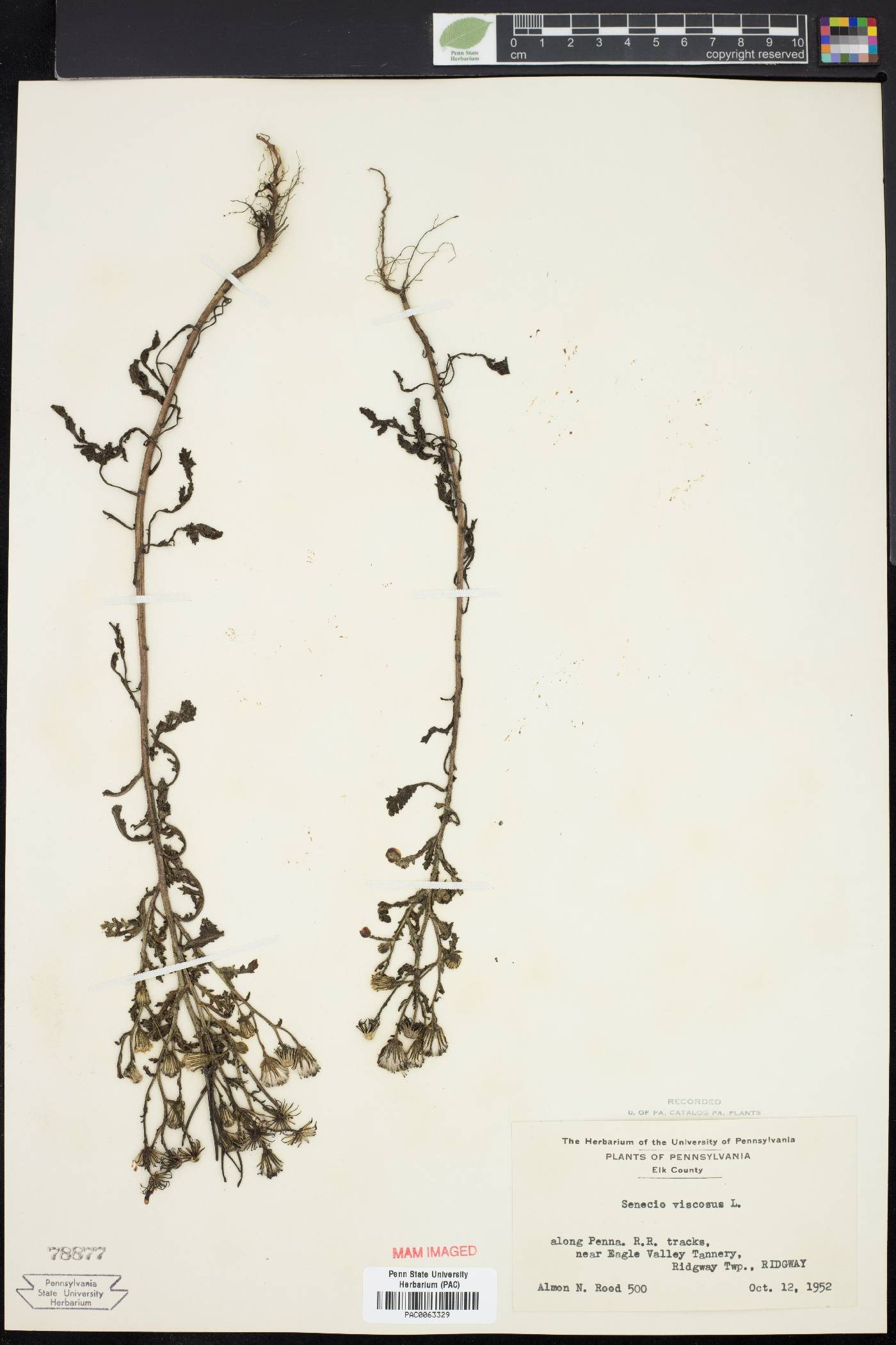 Senecio viscosus image