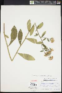 Sericocarpus asteroides image