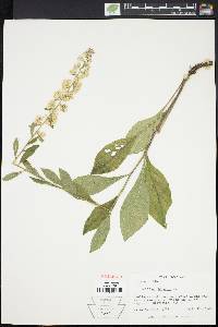 Solidago bicolor image