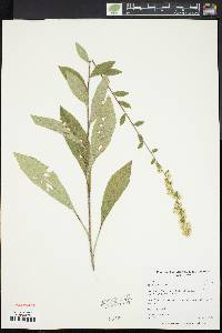 Solidago bicolor image