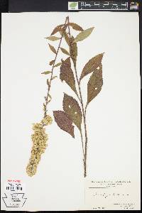 Solidago bicolor image