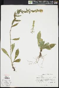 Solidago bicolor image