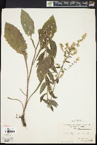 Solidago bicolor image