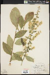 Solidago bicolor image