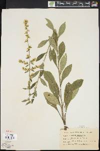 Solidago bicolor image