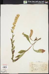 Solidago bicolor image