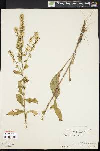 Solidago bicolor image